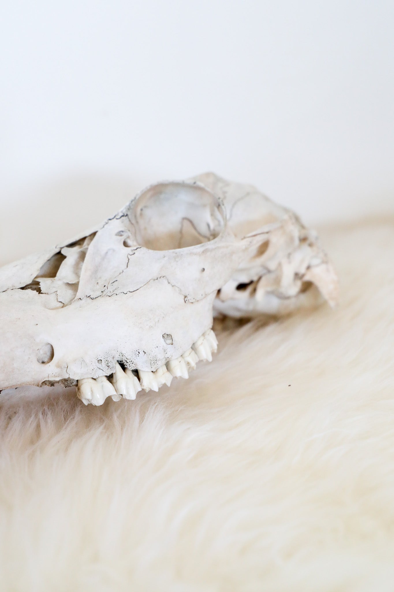 Vintage Deer Skull