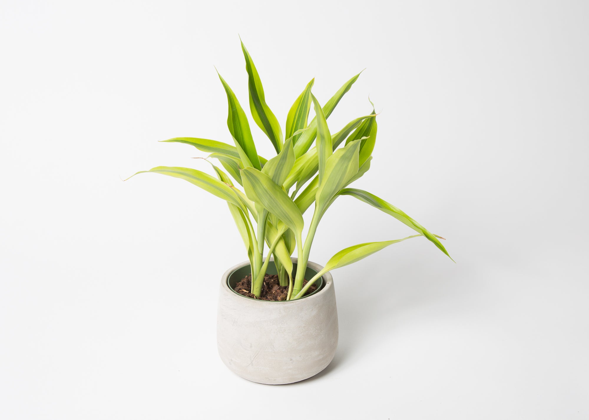 Small Concrete Egg Jar Planter